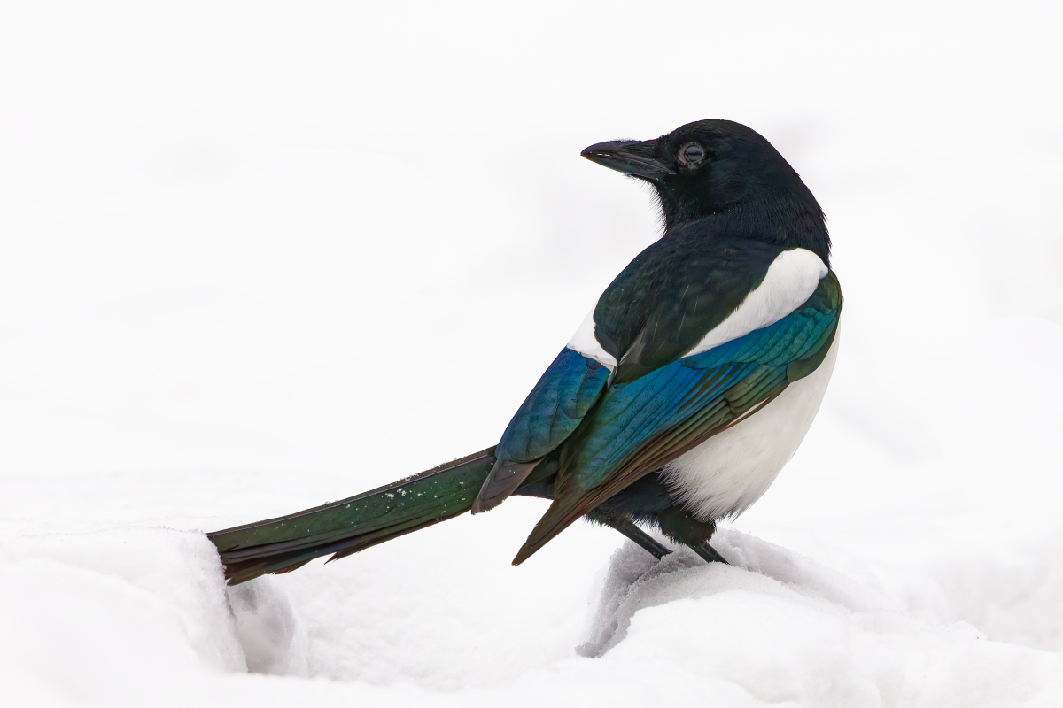 Eurasian Magpie - Pica pica